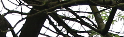 Canon RF 24-105mm f/4 L IS USM