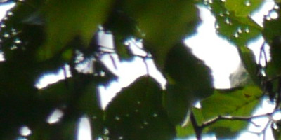 Panasonic Lumix G Vario 100-300mm F4-5,6