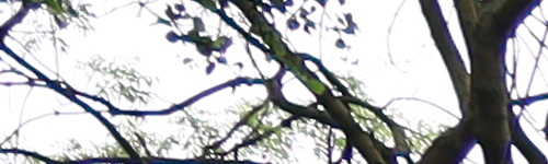 Canon RF 24-105mm f/4 L IS USM