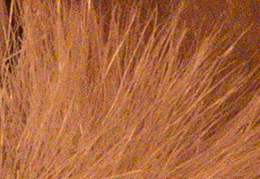 Panasonic Lumix LX7: kompaktní hvězda noci