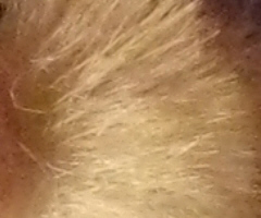 Canon PowerShot A1000 IS: ve stínu předchůdce