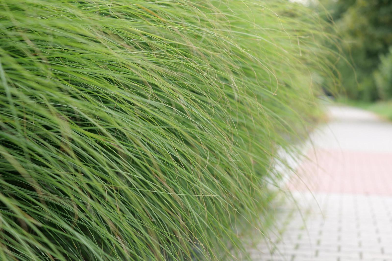 Panasonic Lumix S Pro 70-200mm F4 O.I.S.