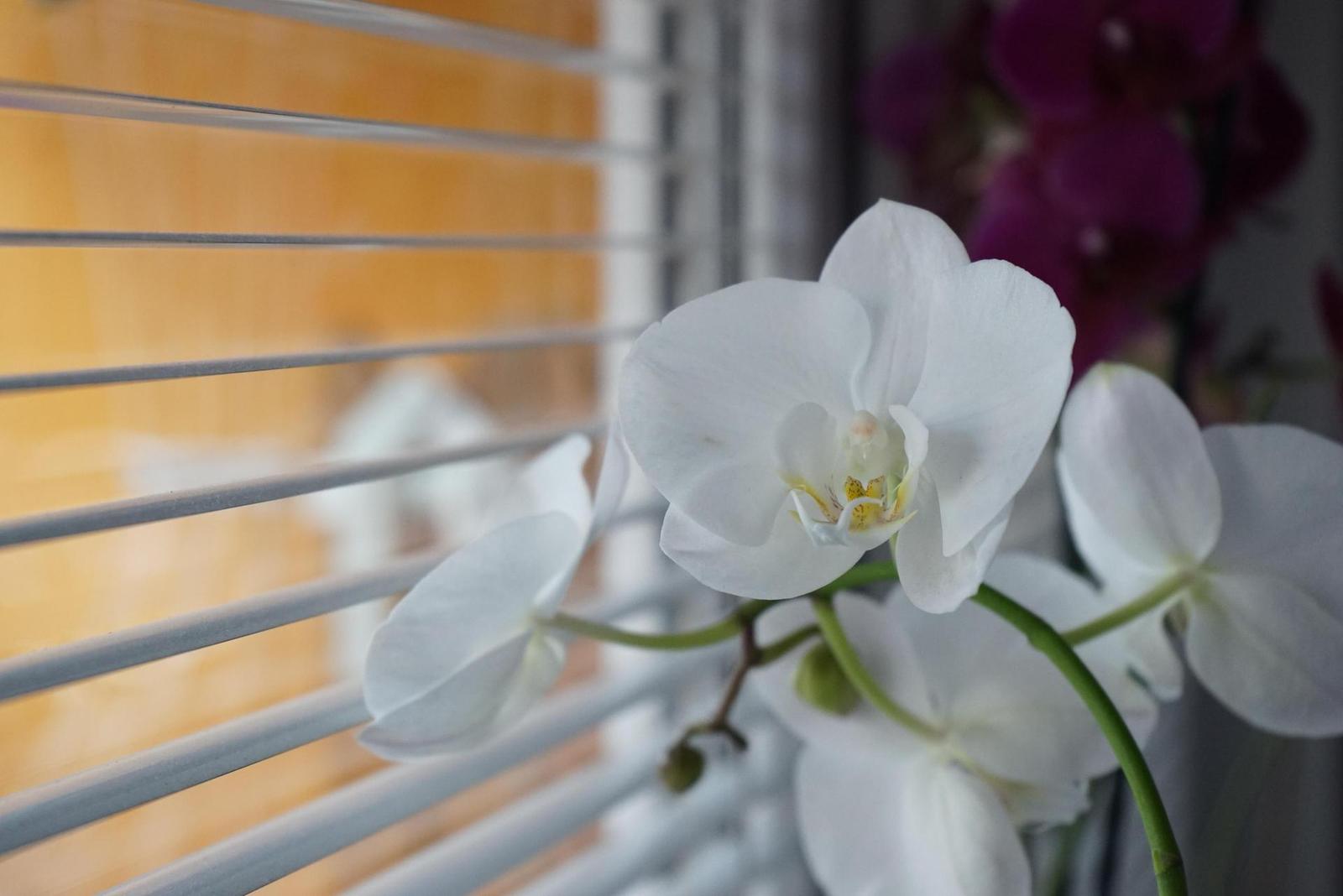 Sony A7R (ILCE-7R): postřehy z praxe