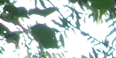 Sony Cyber-shot RX100: terminátor zrcadlovek