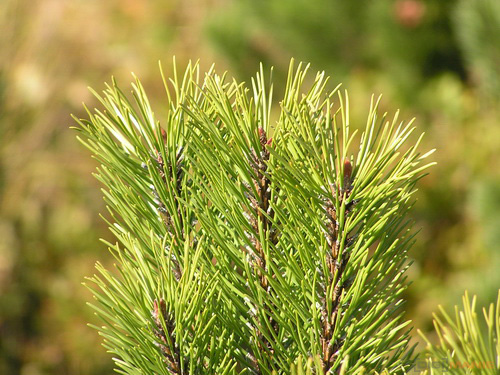 Starý vs. nový aneb megapixely k ničemu?