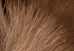 Canon EOS M: první pokus