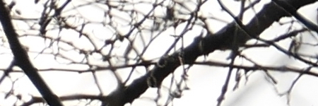 Panasonic Lumix G Vario 35-100mm F4-5.6 MEGA O.I.S.