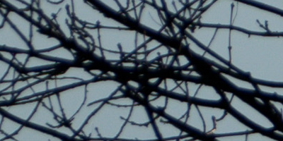 Sony SAL-70400G (70-400mm F4-5,6 SSM G)