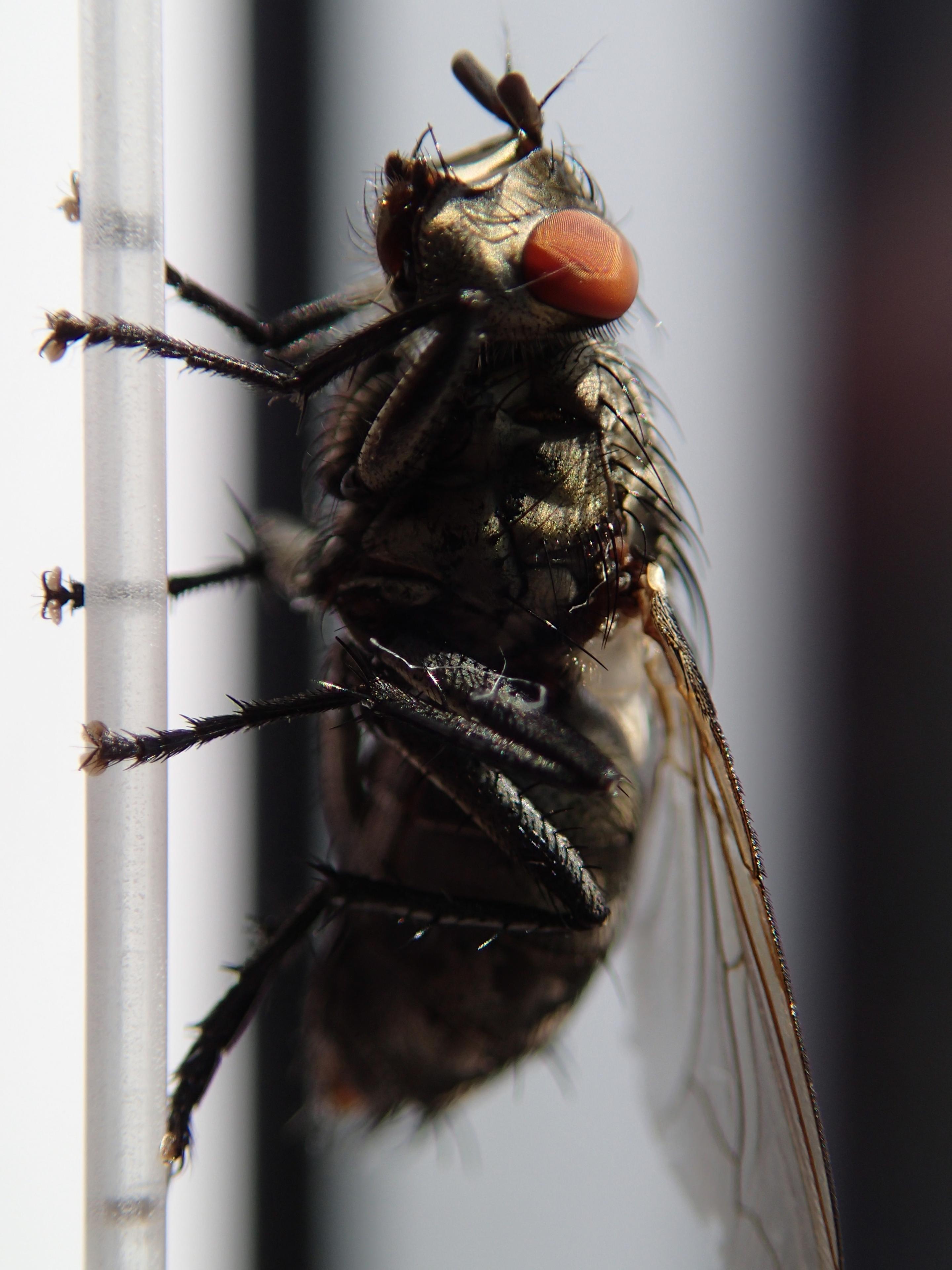 Olympus TG-1 iHS: nejen entomologův sen