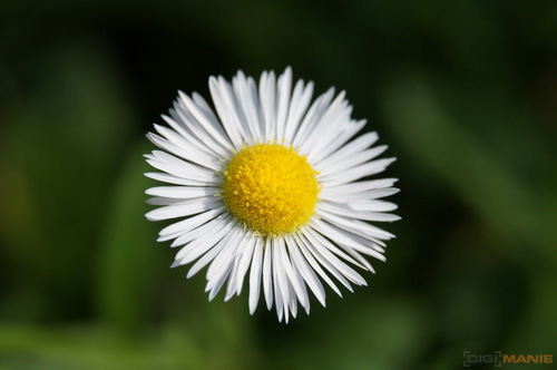 Sony SAL-1855 (DT 18-55mm F3,5-5,6 SAM)