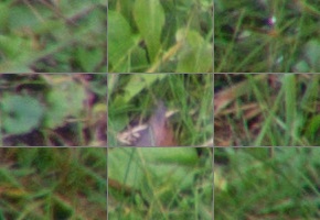 Nikon AF-P DX Nikkor 70-300 mm f/4,5-6,3G ED VR