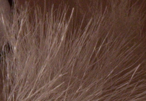 Sony a3000 (ILCE-3000): CSC co nejlevněji