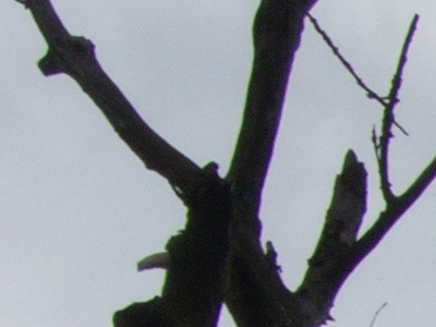 Canon PowerShot S90: malý zázrak