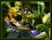 Tip Digimanie pro 50. týden roku 2005: Web Macrophotography.org