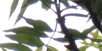 Nikon Coolpix P510: lovec rekordů