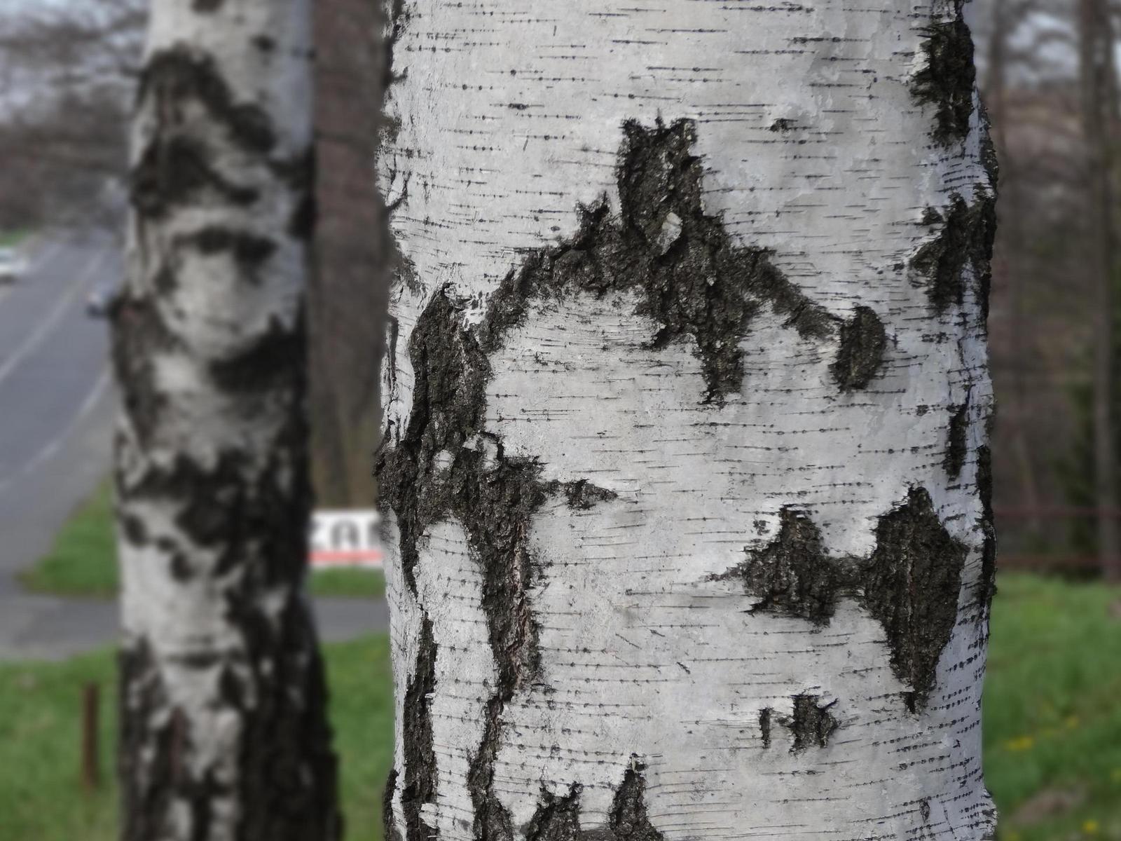 Sony Cyber-shot HX20V: umí snad všechno