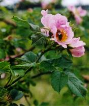 Úpravy digitální fotografie IV: Práce s křivkami