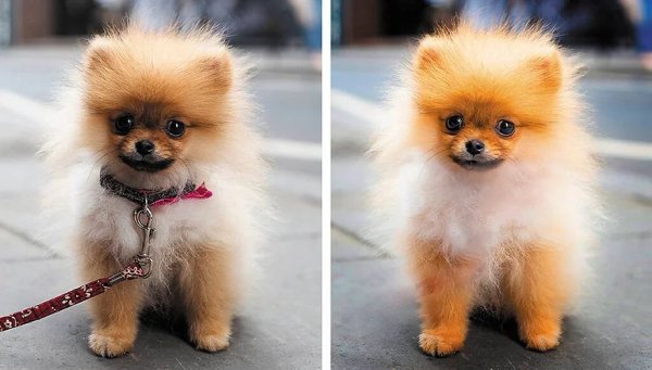 Adobe Photoshop Elements 2022 přináší další úpravy s využitím AI