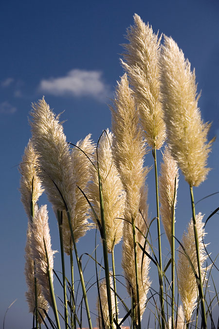 Obrázky z Algarve: I.