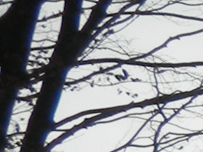 Nikon Coolpix S1100pj: kino v kompaktu