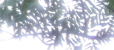 Olympus OM G.Zuiko 50mm f/1.4 "silver-nose"