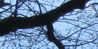 Canon PowerShot SX50 HS: překvapivá kombinace