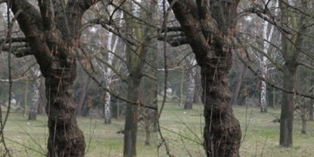 Srovnání 2 objektivů: profesionální Sigma vs. setový Canon