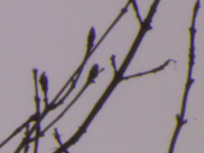 Fujifilm FinePix HS10: ultrazoom roku?