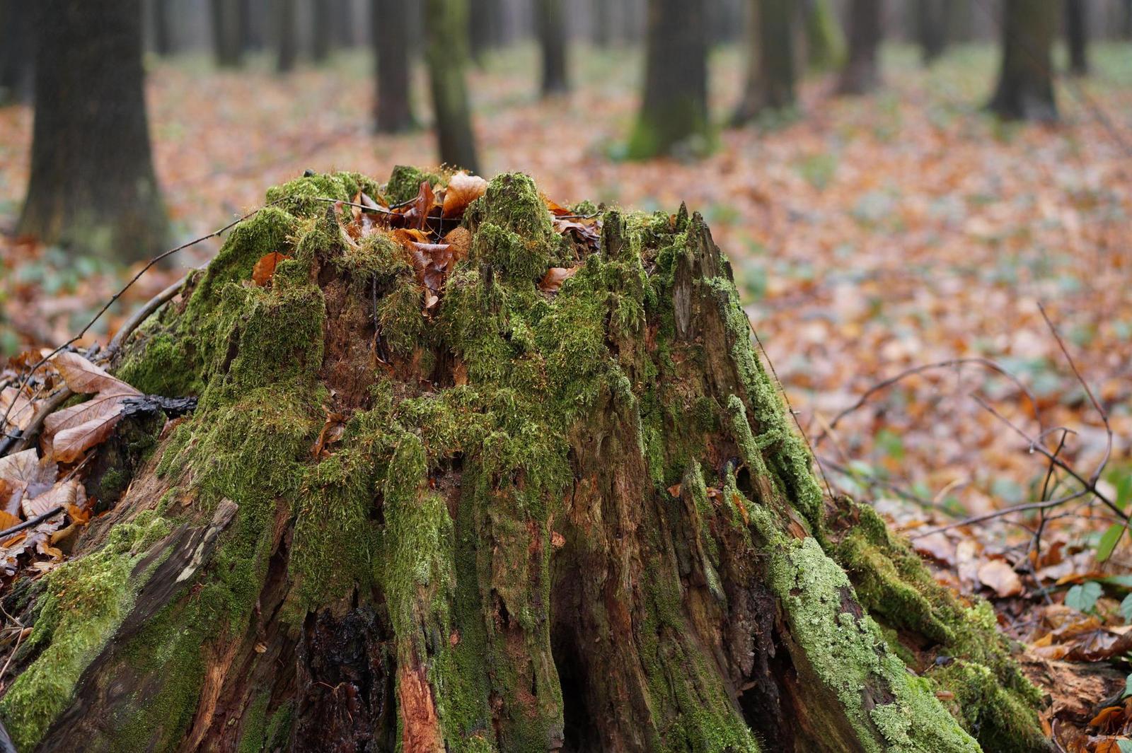 Sony E 1.8/50mm OSS (SEL-50F18)