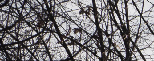 Panasonic Leica DG Vario-Summilux 10-25mm F1.7 ASPH.