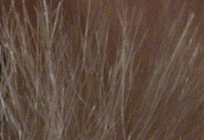 Olympus PEN E-PL5: s výkonnějším srdcem