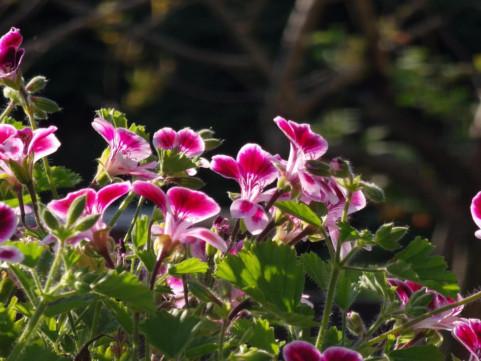 Samsung Galaxy S22 Ultra: pětioký fotografický král?