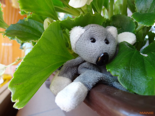 Fotíme s Koalou: Zoom a perspektiva