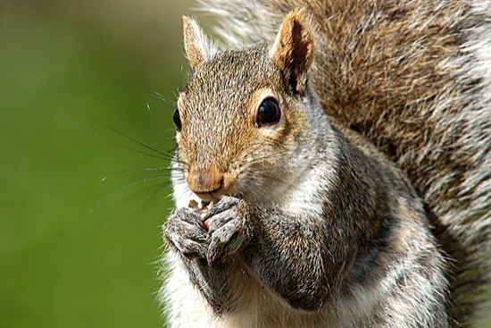 Tip Digimanie pro tento týden - Zvířata a krajinky Jaroslava Tichého