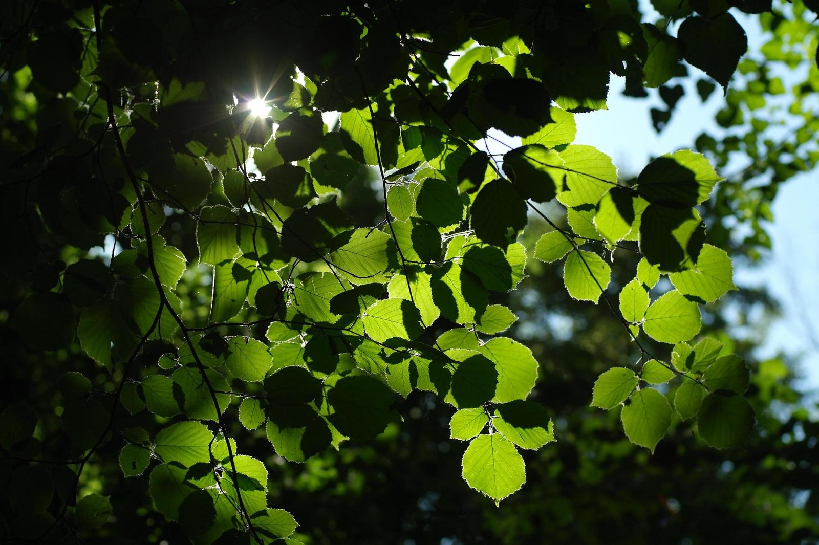 Olympus OM G.Zuiko 50mm f/1.4 "silver-nose"