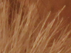 Canon EOS 600D: pokračování rodové linie