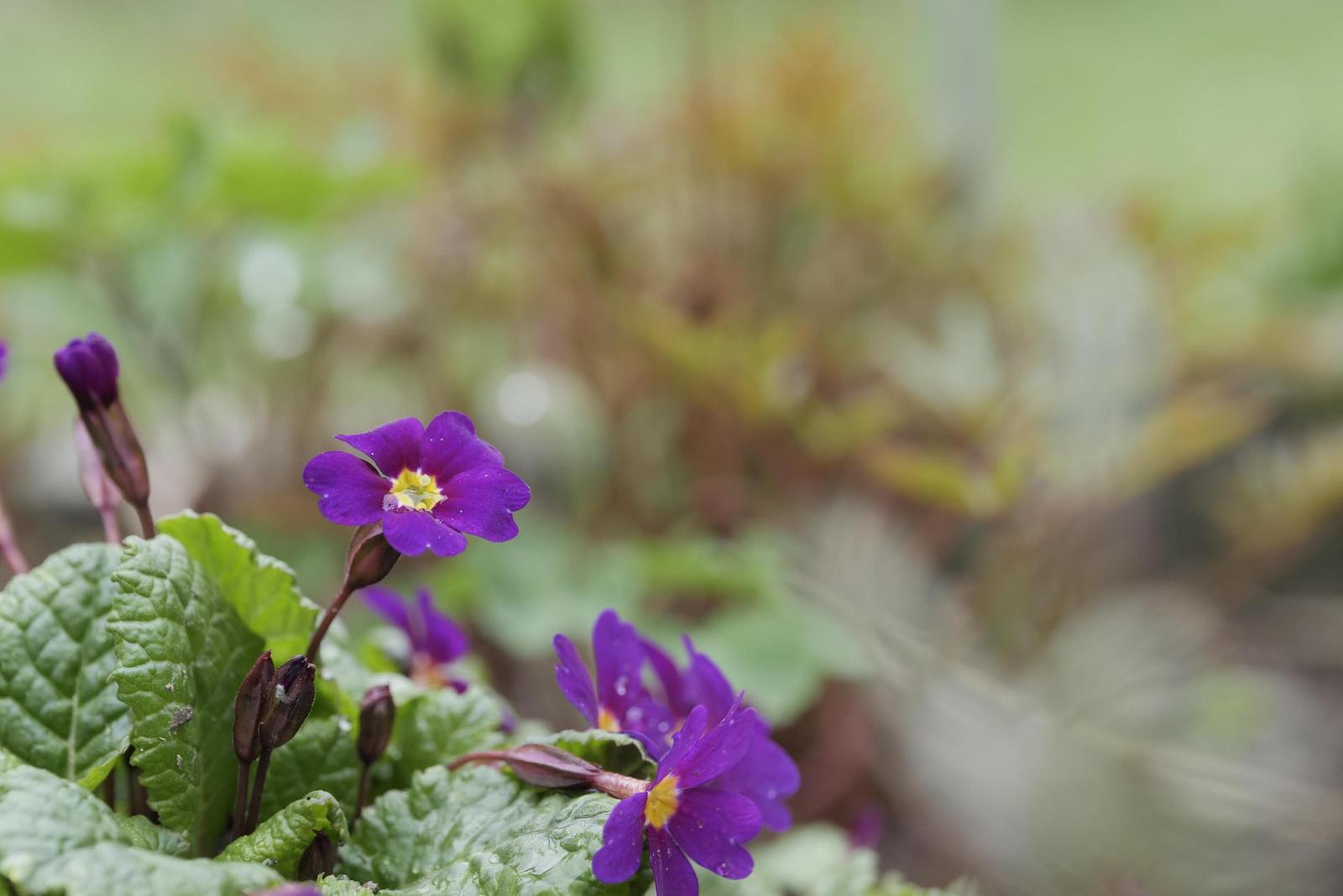 Panasonic Lumix S1R: sebevědomý vstup do FF