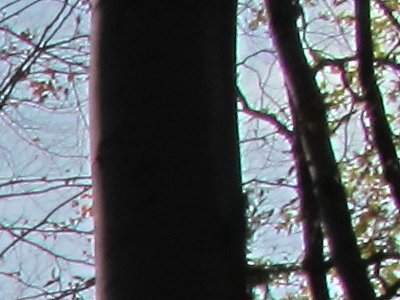 Canon PowerShot G11: géčko, o jakém jsme snili