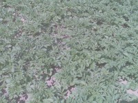 Nokia N80 - jak fotí 3megapixelový fotomobil?