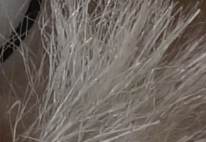 Sony SLT-A58: silný základ