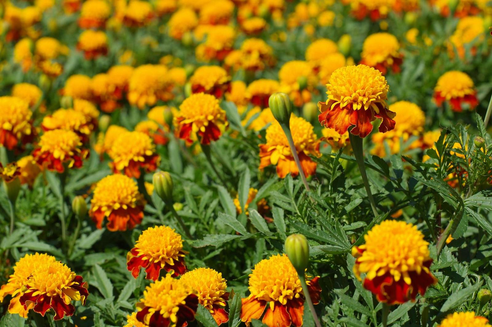 Minolta MD Rokkor 45mm F2.0 (MD)