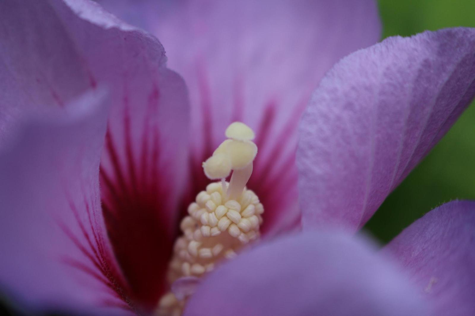 Canon EF-S 18-55mm F3,5-5,6 IS STM