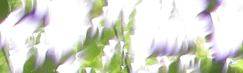 Canon EF 50mm f/1.4 USM