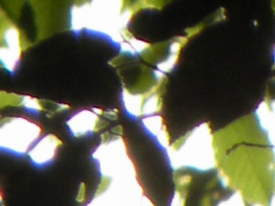 Nikon Coolpix P80: ultrazoom plný protikladů