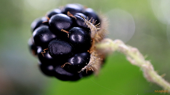 Canon EF-M 28mm f/3.5 Macro IS STM