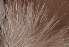 Sony NEX-6: pan dlouho očekávaný