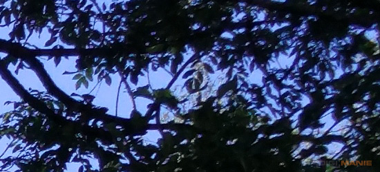 Xiaomi Mi 4C 16GB: ostřejší než břitva