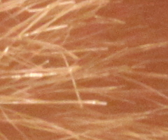 Canon EOS 500D: povedený pokračovatel rodu