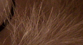 Panasonic Lumix FZ1000: legenda je zpátky