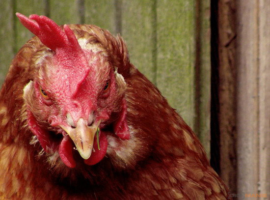 Fotíme s Koalou: Zvířátka